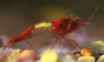 挠痒痒的红琉璃虾
